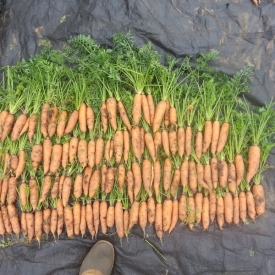 biochar-pot-trials-carrots