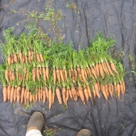 biochar-pot-trials-carrots