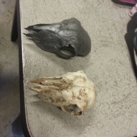 A sheep skull beside one turned into biochar