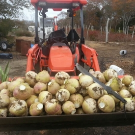 300 pounds of Eastham Turnips