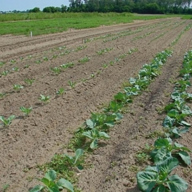 Gardening with Biochar